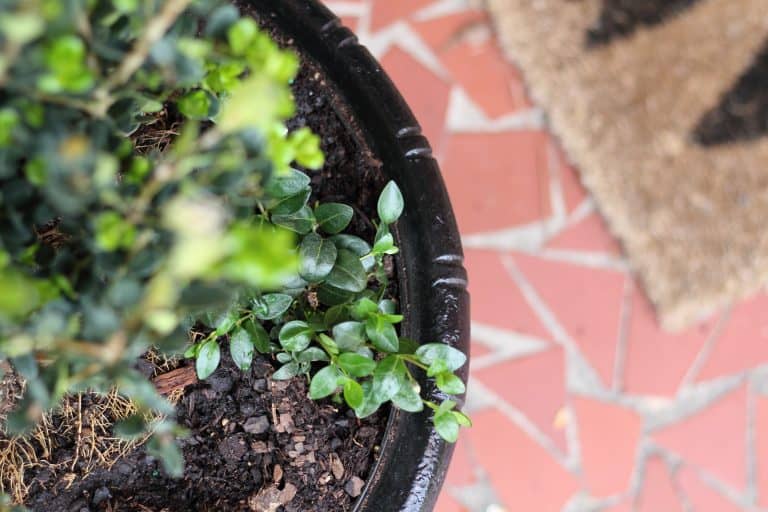 easy painted planter