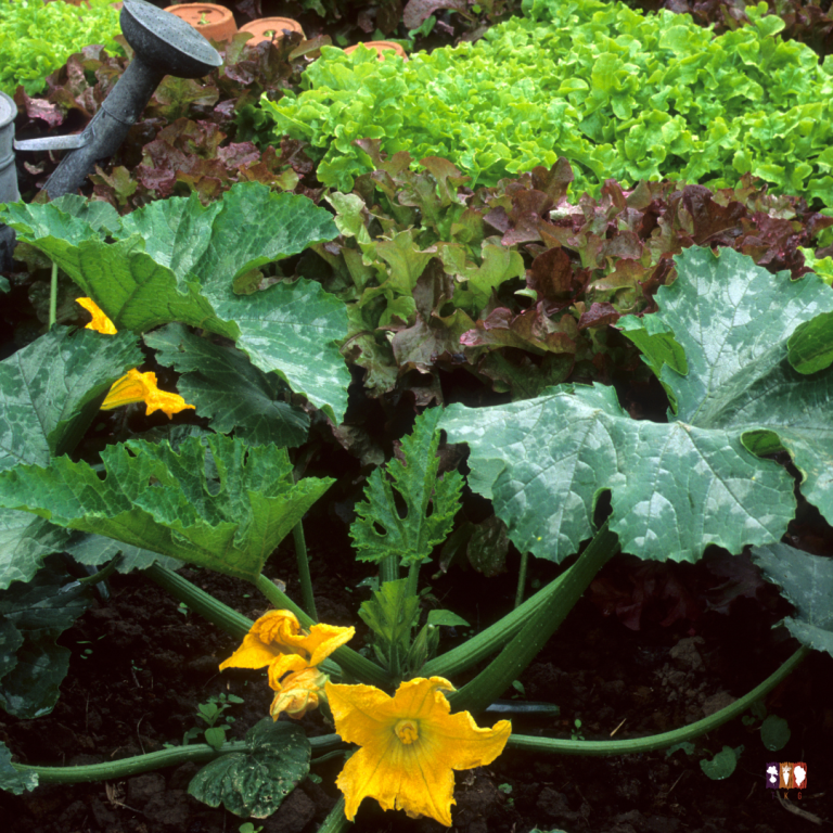 what to grow in the summer garden