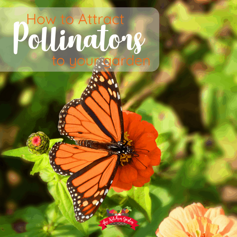How to Attract Pollinators to the Garden