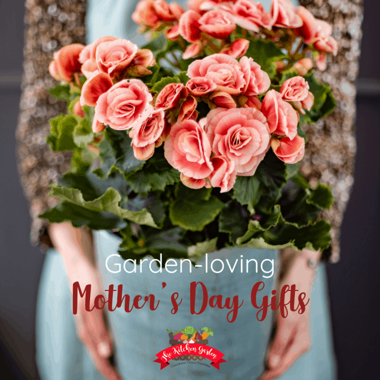 woman holding a planter of pink begonias