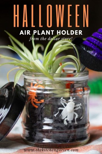 glass jar with black paper shred, plastic bugs, and a witches hat holds a small air plant