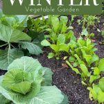 cabbage and radishes growing in a winter vegetable garden