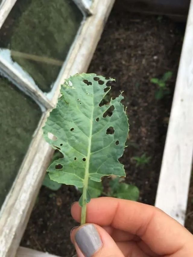 cabbage worms on leaf
