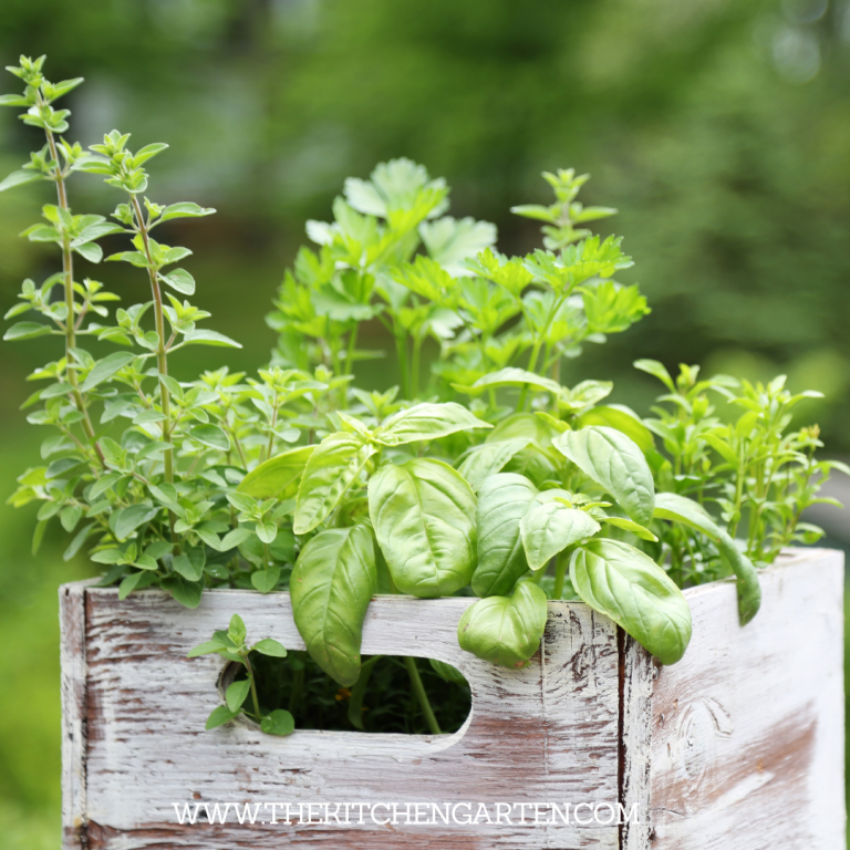 companion herbs for basil