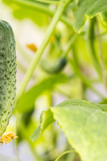 yellow cucumber leaves on plant