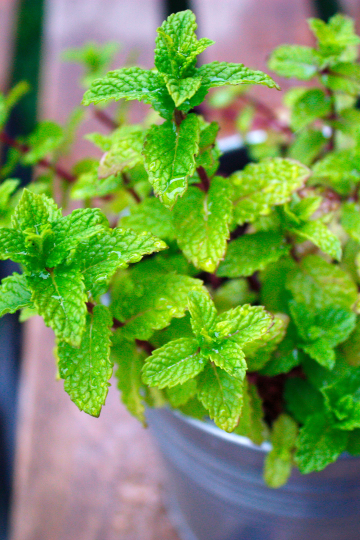 how to get rid of pests on mint plants