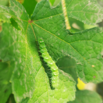 how to get rid of caterpillars in the garden