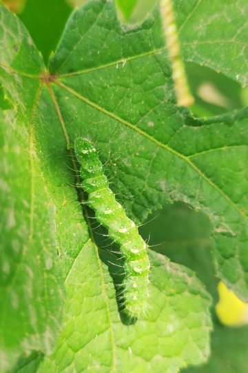 how to get rid of caterpillars in the garden