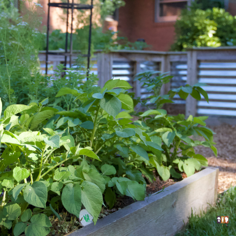 how to fertilize a vegetable garden