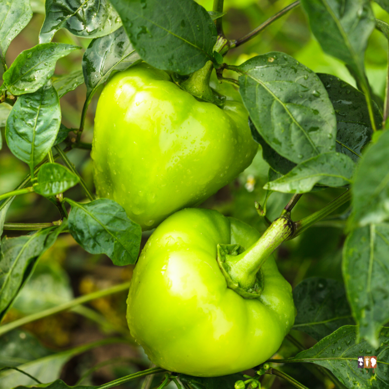 best fertilizer for peppers