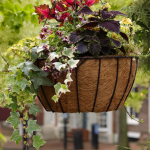 8 plants for fall hanging baskets