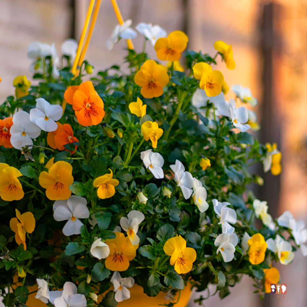 8 plants for fall hanging baskets