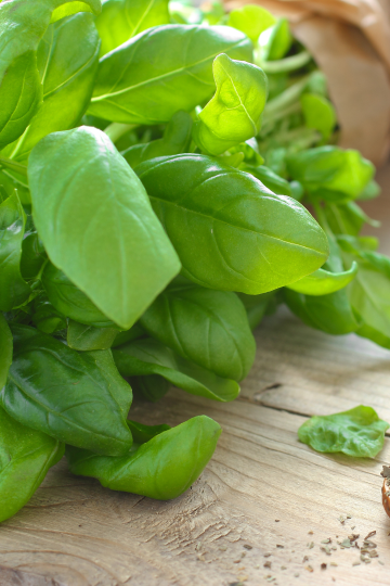 how to grow basil indoors