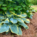 how to care for hostas in winter