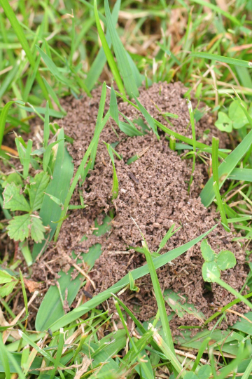 how to get rid of ants hills without killing grass