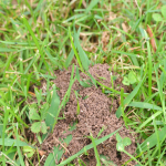 how to get rid of ants without killing grass