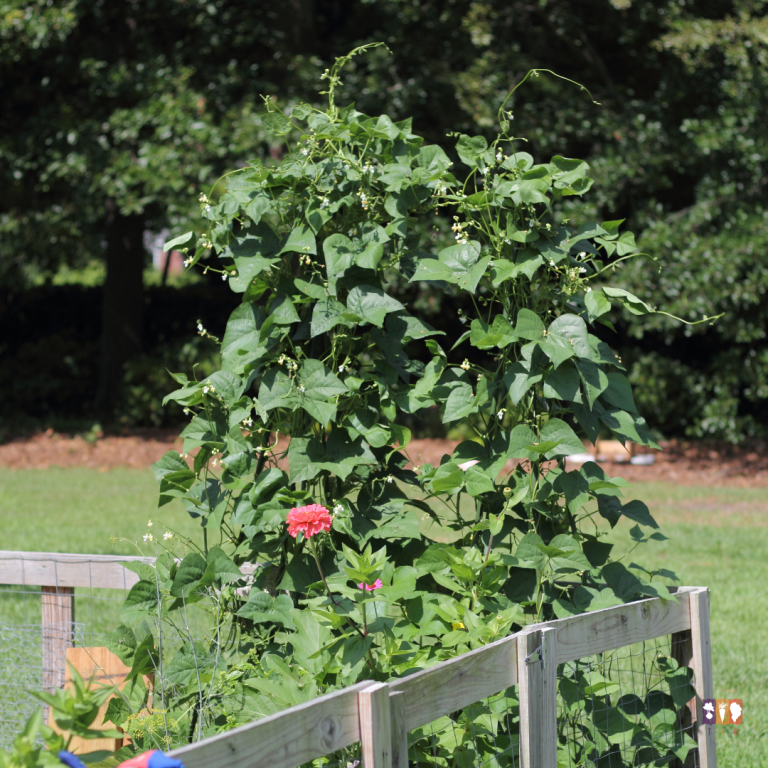 10 vertical gardening ideas