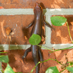 how to get rid of skinks in the garden