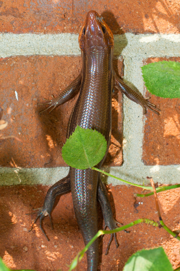 how to get rid of skinks in the yard and garden